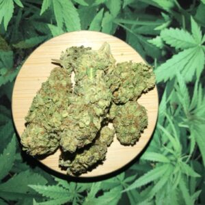 Cheese (Indoor)